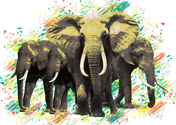 Elephants white color
