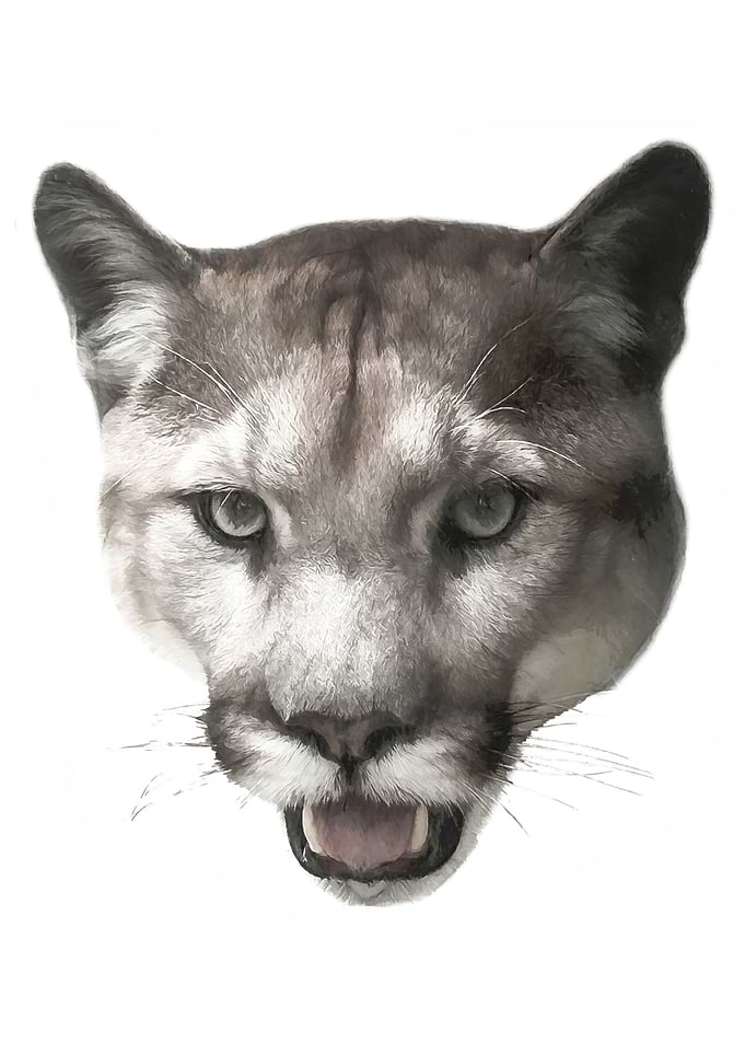 Puma Big Cat