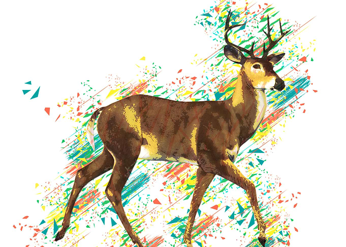 Deer white color