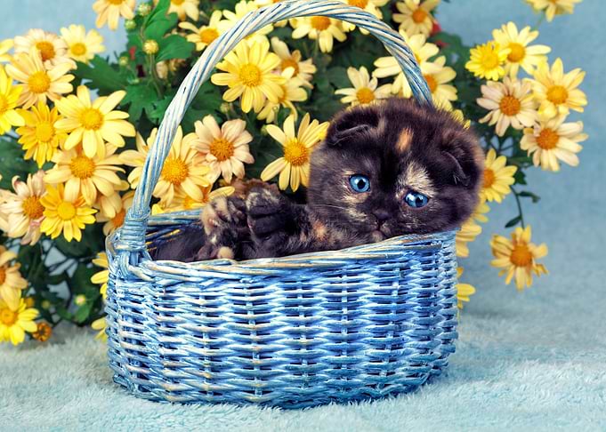 Cute Little Kitten Sitting