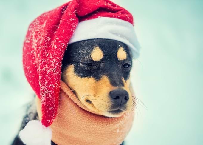 Portrait Of A Dog Wearing