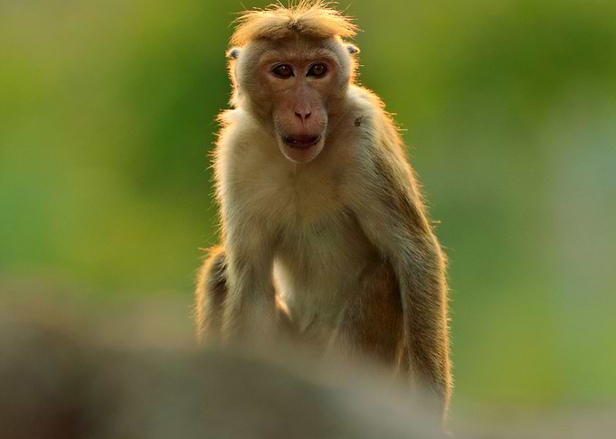 Toque Macaque Macaca Sinic