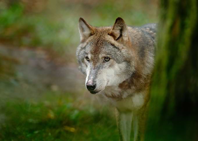 Gray Wolf Canis Lupus In T