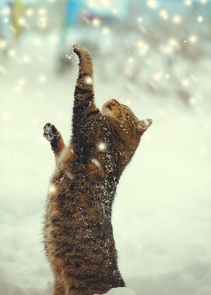 Cat With Paws In The Air P
