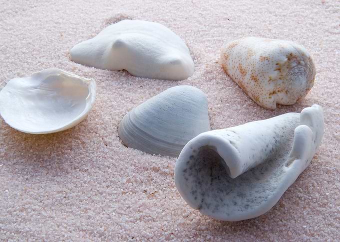 Seashells