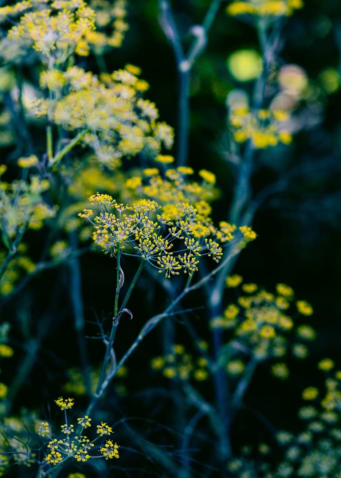 Botanical Study 1