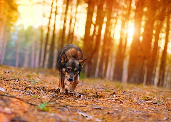 Dog Walking In Pine Forest