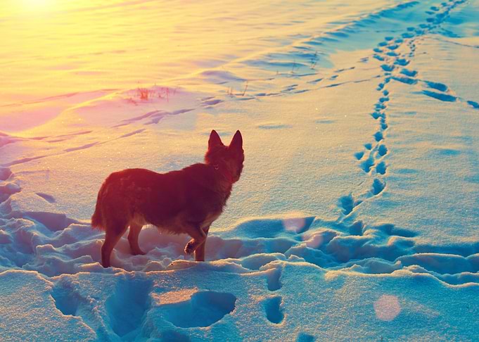 Dog Gazing At Footprins On