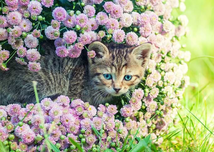 Cute Kitten Relaxing In Fl