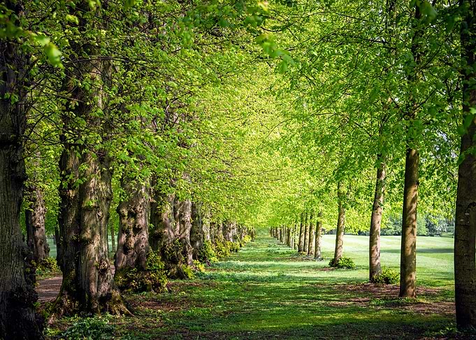 Pretty Woodland