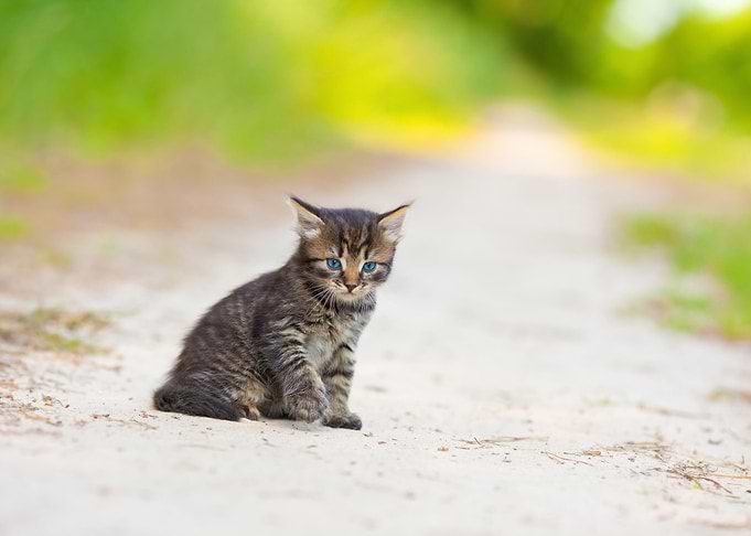 Little Kitten On The Sandy