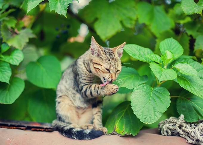 Cat Sitting In The Garden