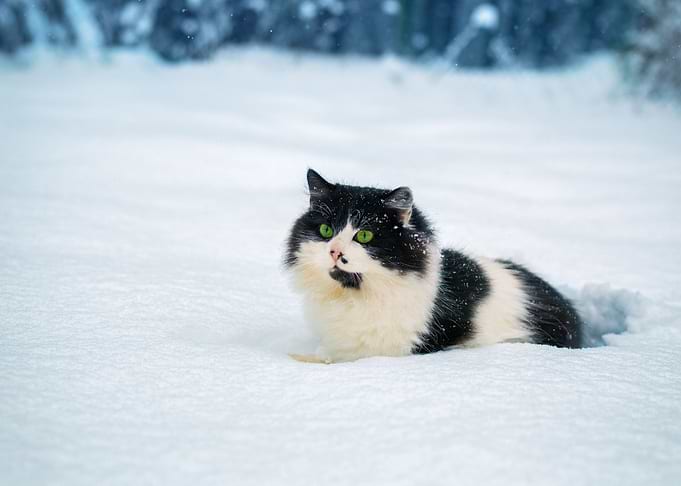 Black And White Cat Walks