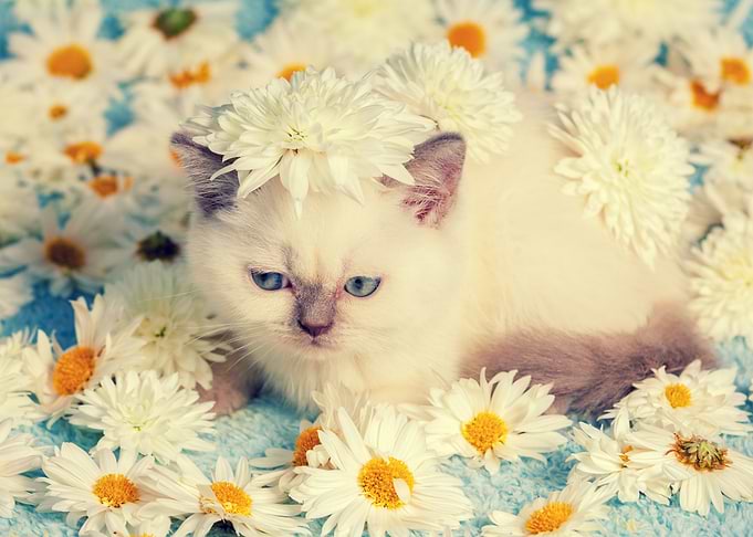 Cute Siamese Kitten Relaxi