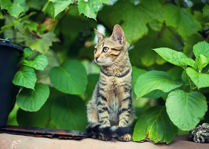 Cat Sitting In The Garden