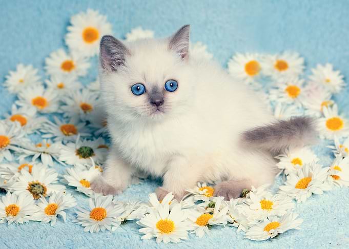 Cute Siamese Kitten Relaxi