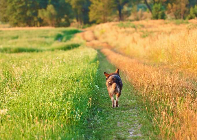 Dog Walking On The Field