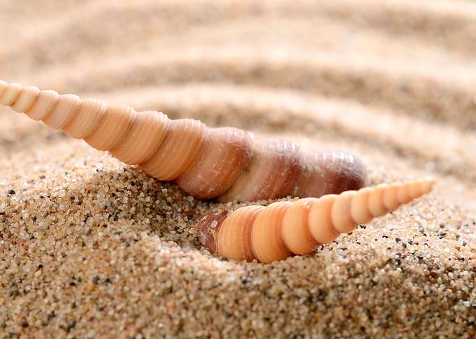Sea Shells On The Sandy Be