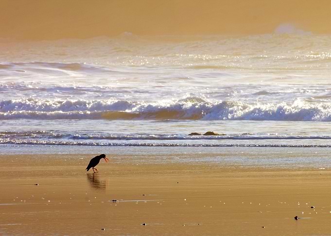 Life Is A Beach
