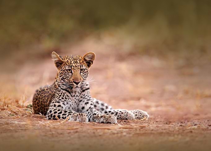 Young African Leopard Pant