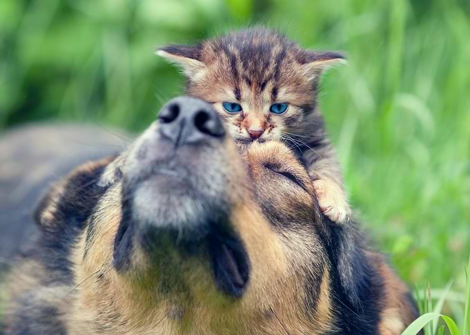 Cat And Dog Playing On The