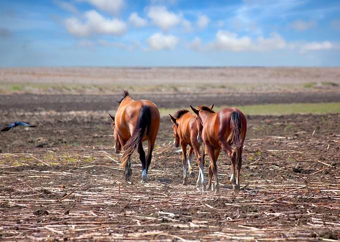 Horses On The Prairie