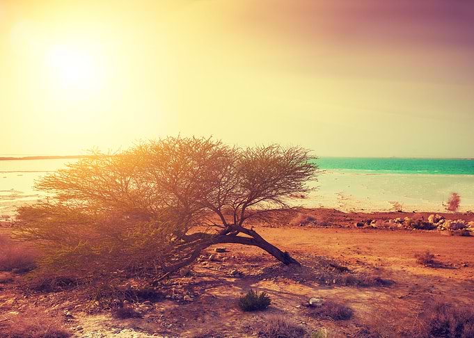 Desert Dead Sea Shore At S