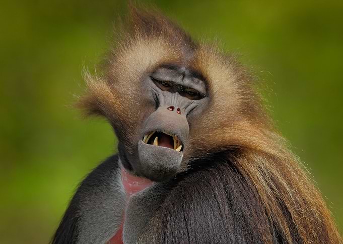 Detail Portrait Of Monkey