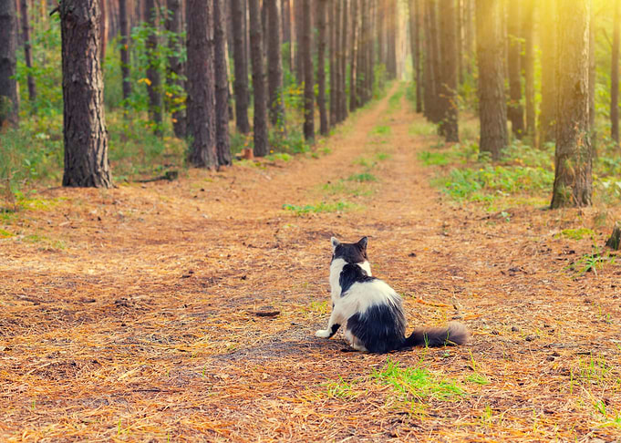Cat Sitting In The Forest