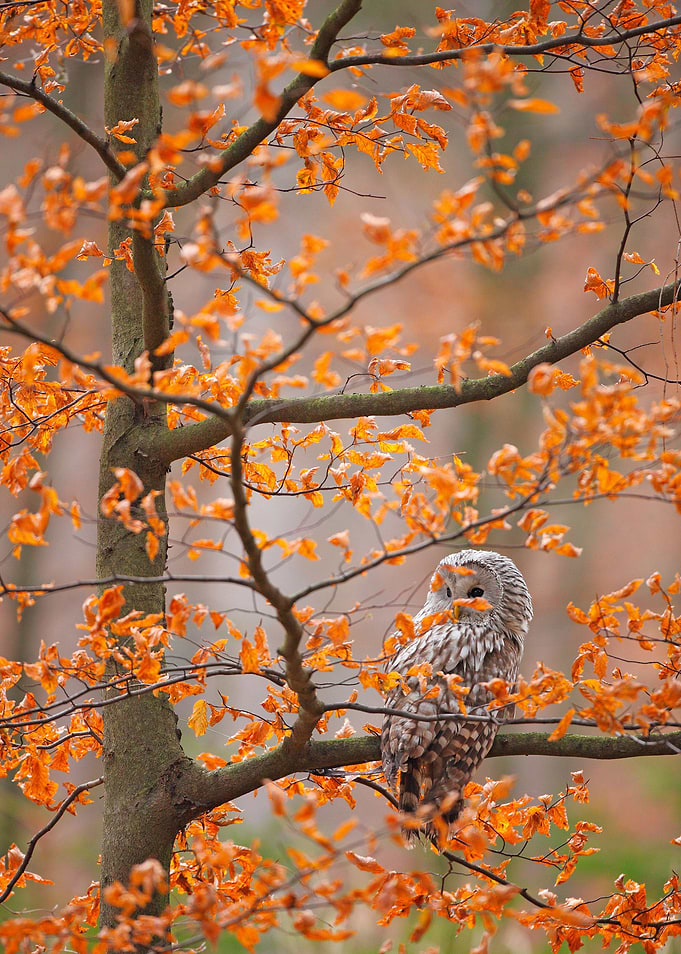 Grey Ural Owl Strix Uralen