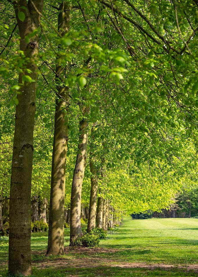 Pretty Woodland