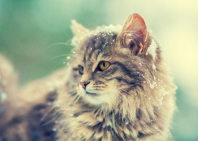 Portrait Of Gray Siberian