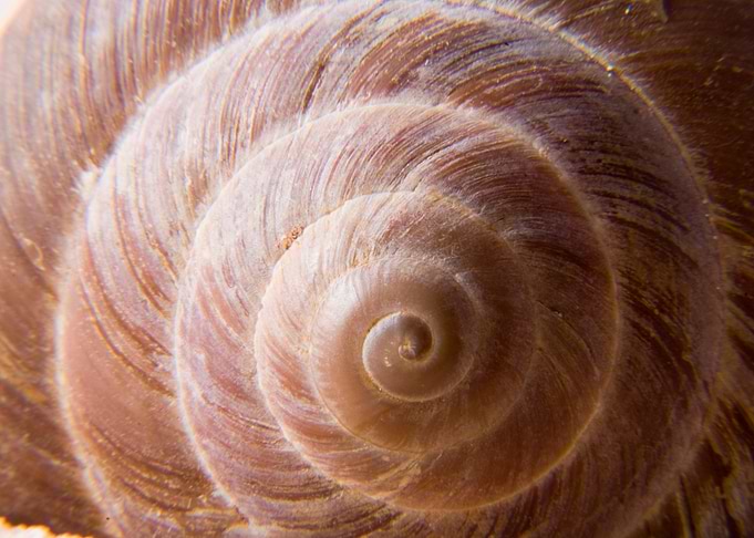 Seashell