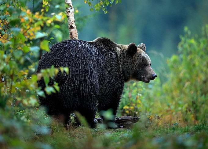 Wildlife From Europe Autum