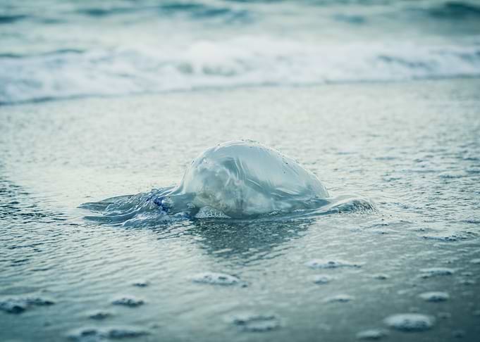 Jellyfish On The Beach In