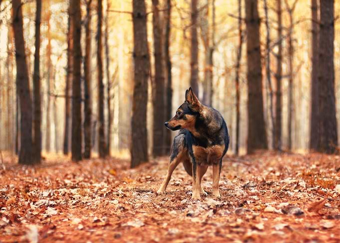 Dog Staying In Oak Forest