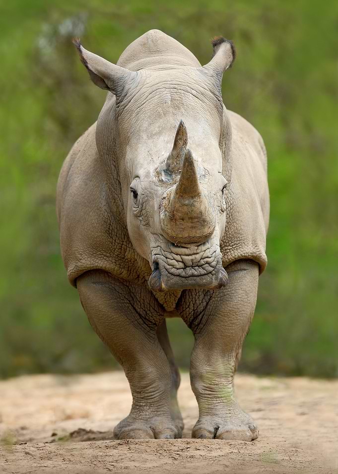 White Rhinoceros Ceratothe