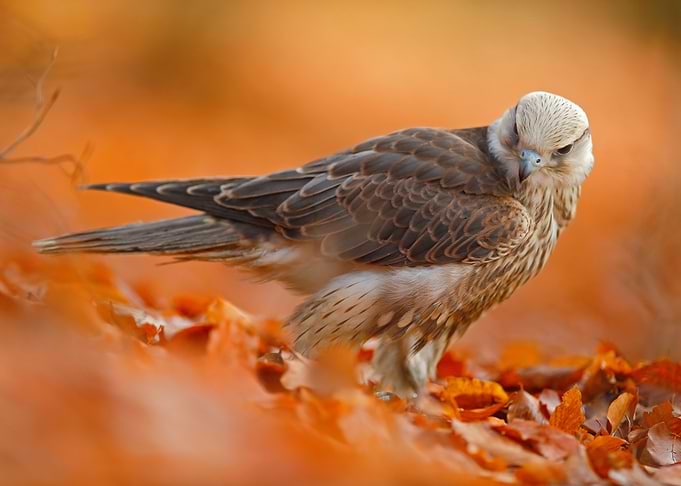 Lanner Falcon Rare Bird Of