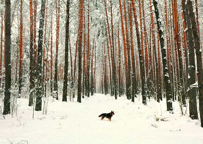 A Dog On A Footpath In Win