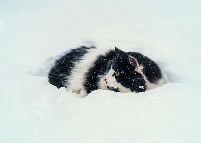Cat In Snow