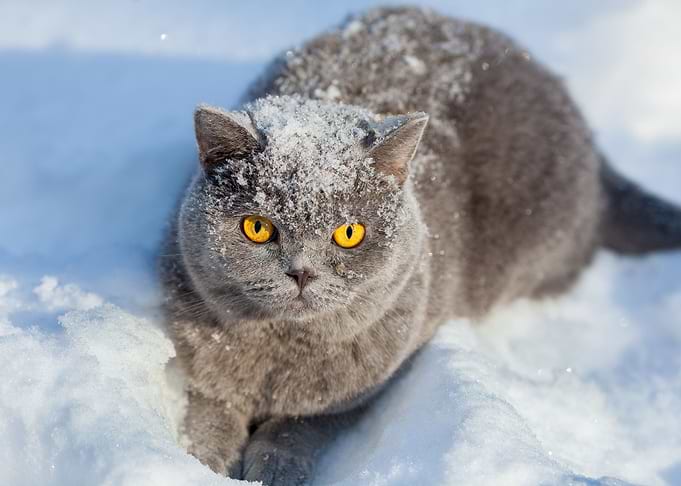 Covered With Snow Cat Sitt