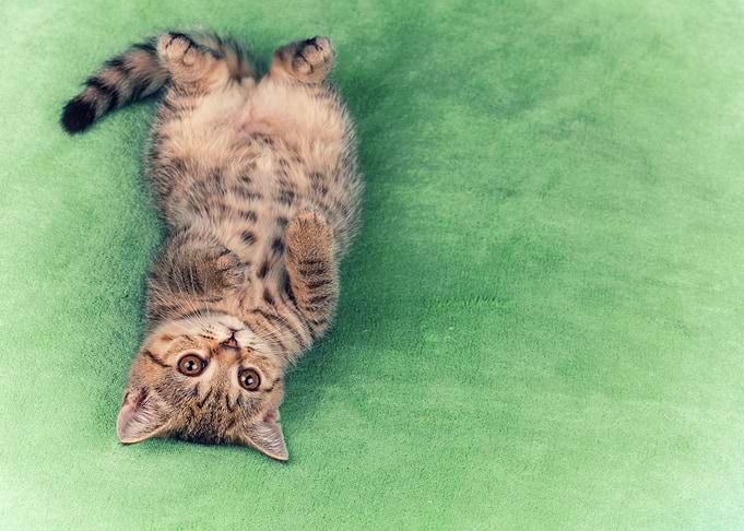 Cute Little Kitten Lying U