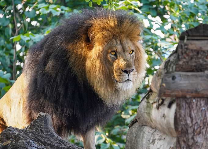 Preying lion
