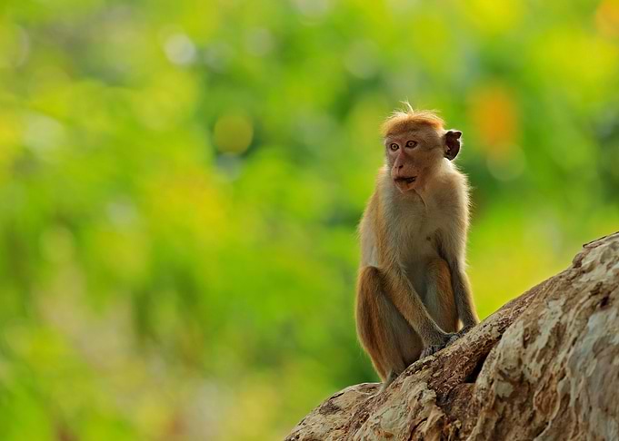 Toque Macaque Macaca Sinic