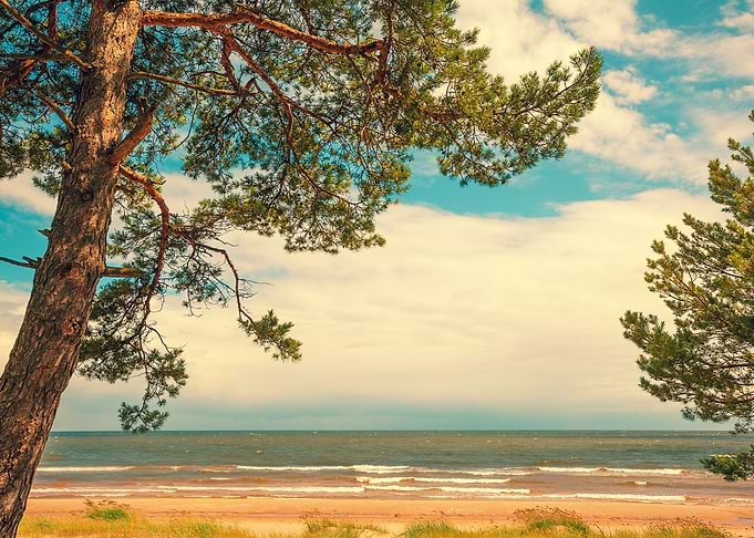 Pine Trees On The Beach