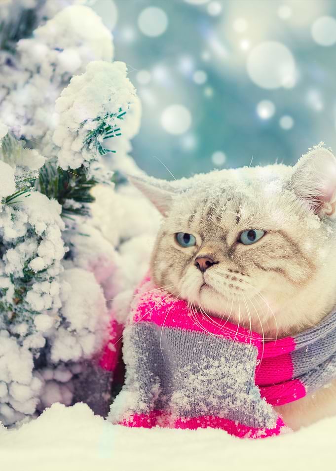 Cat Wearing Knitted Scarf