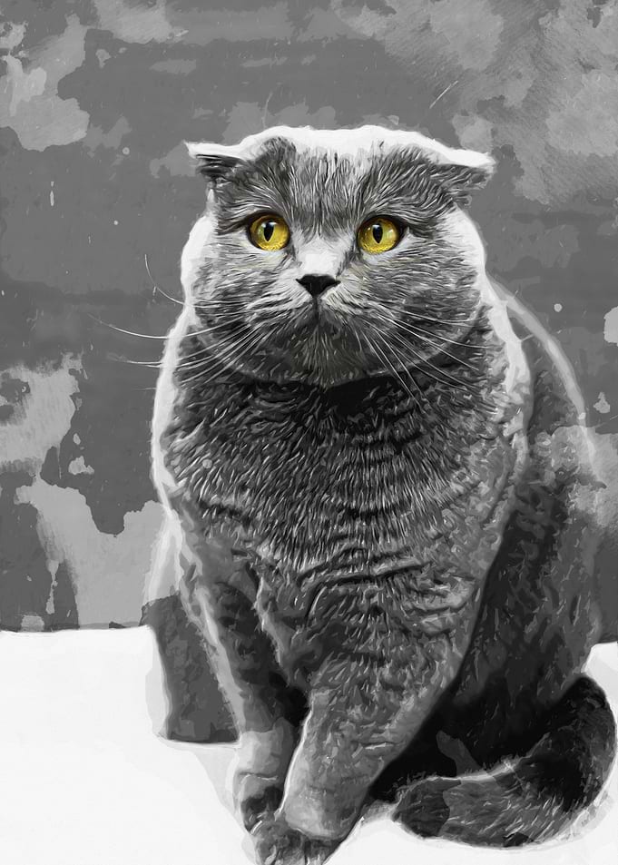 Lovely Cat