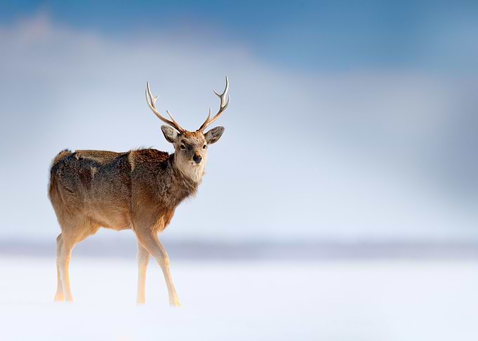 Hokkaido Sika Deer Cervus
