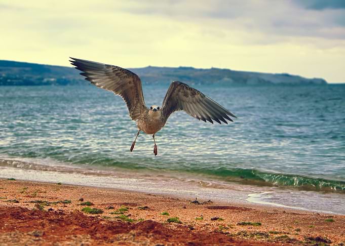 Seagull Flying Over The Co