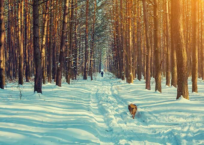 Snowy Winter Pine Forest S